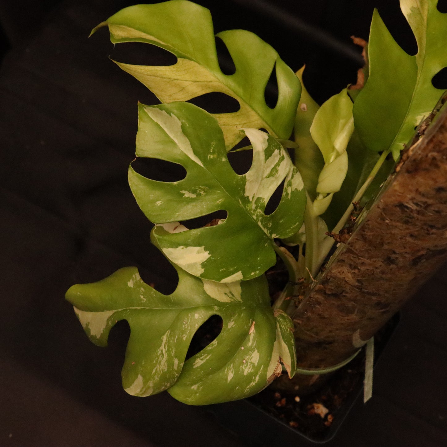 Variegated Rhaphidophora Tetrasperma