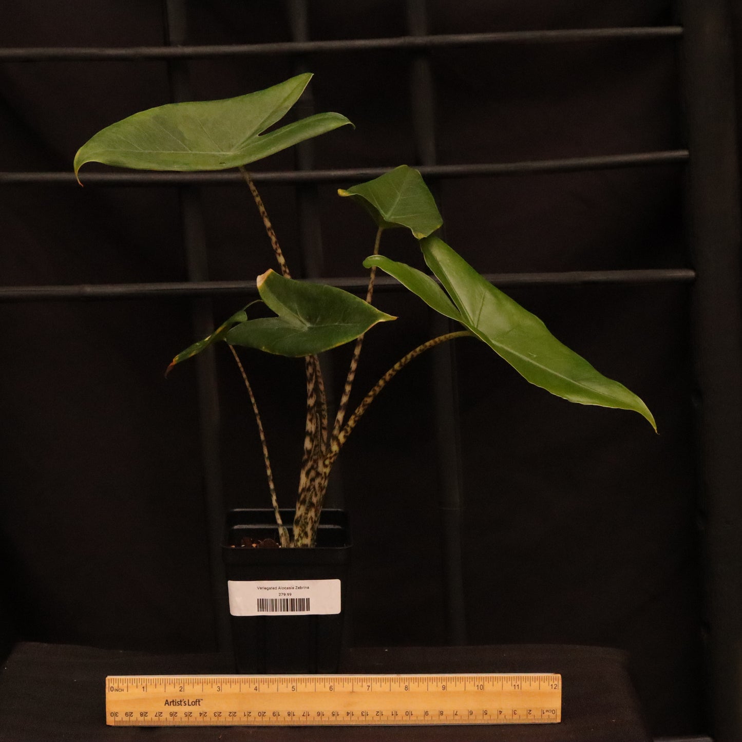Aurea Variegated Alocasia Zebrina