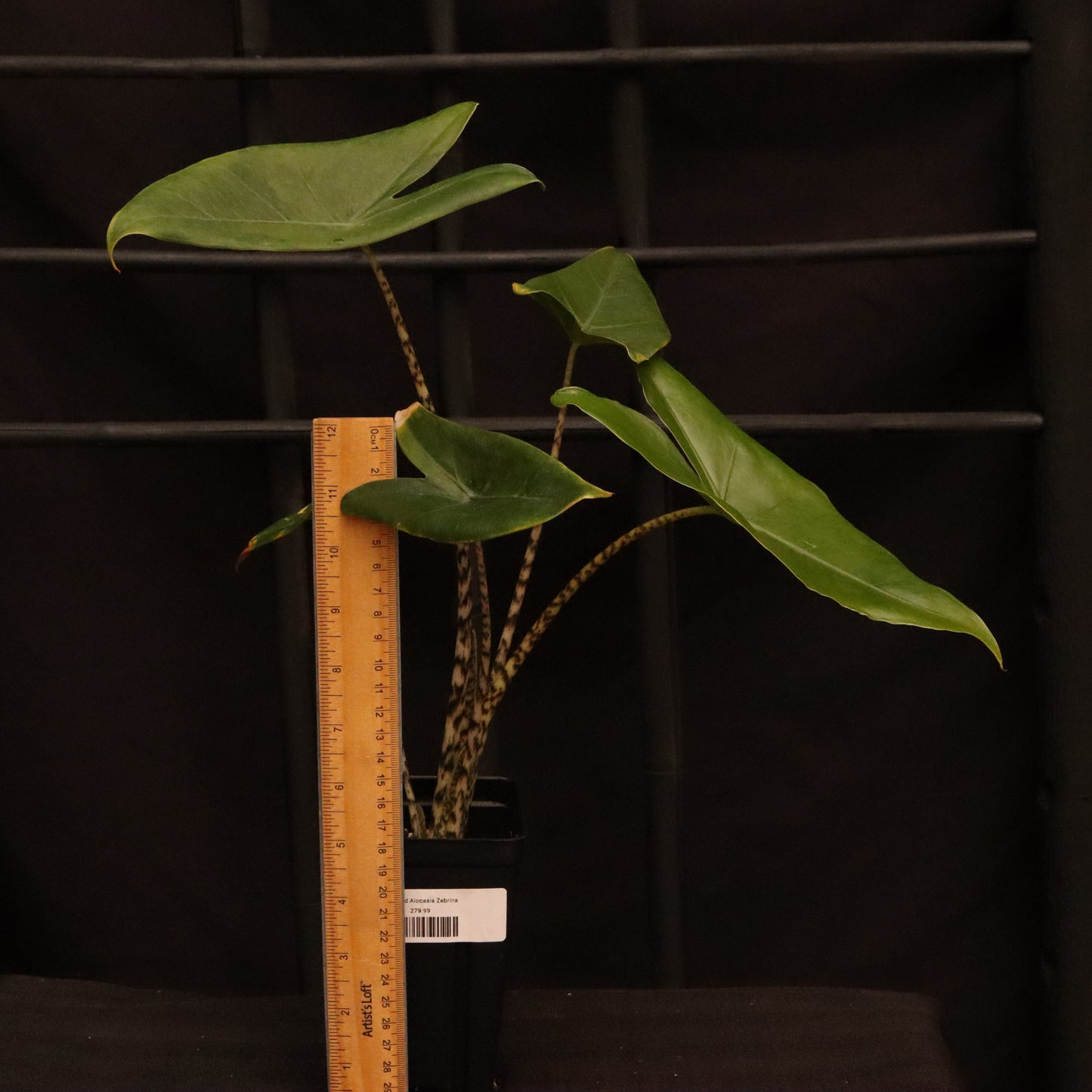 Aurea Variegated Alocasia Zebrina