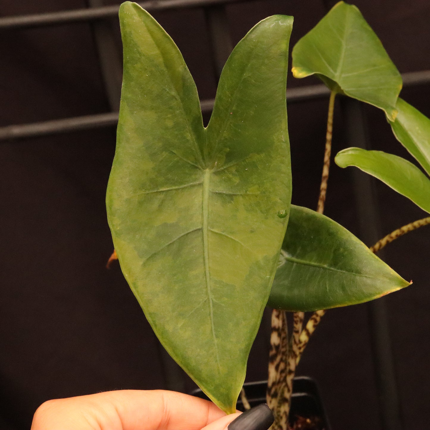 Aurea Variegated Alocasia Zebrina