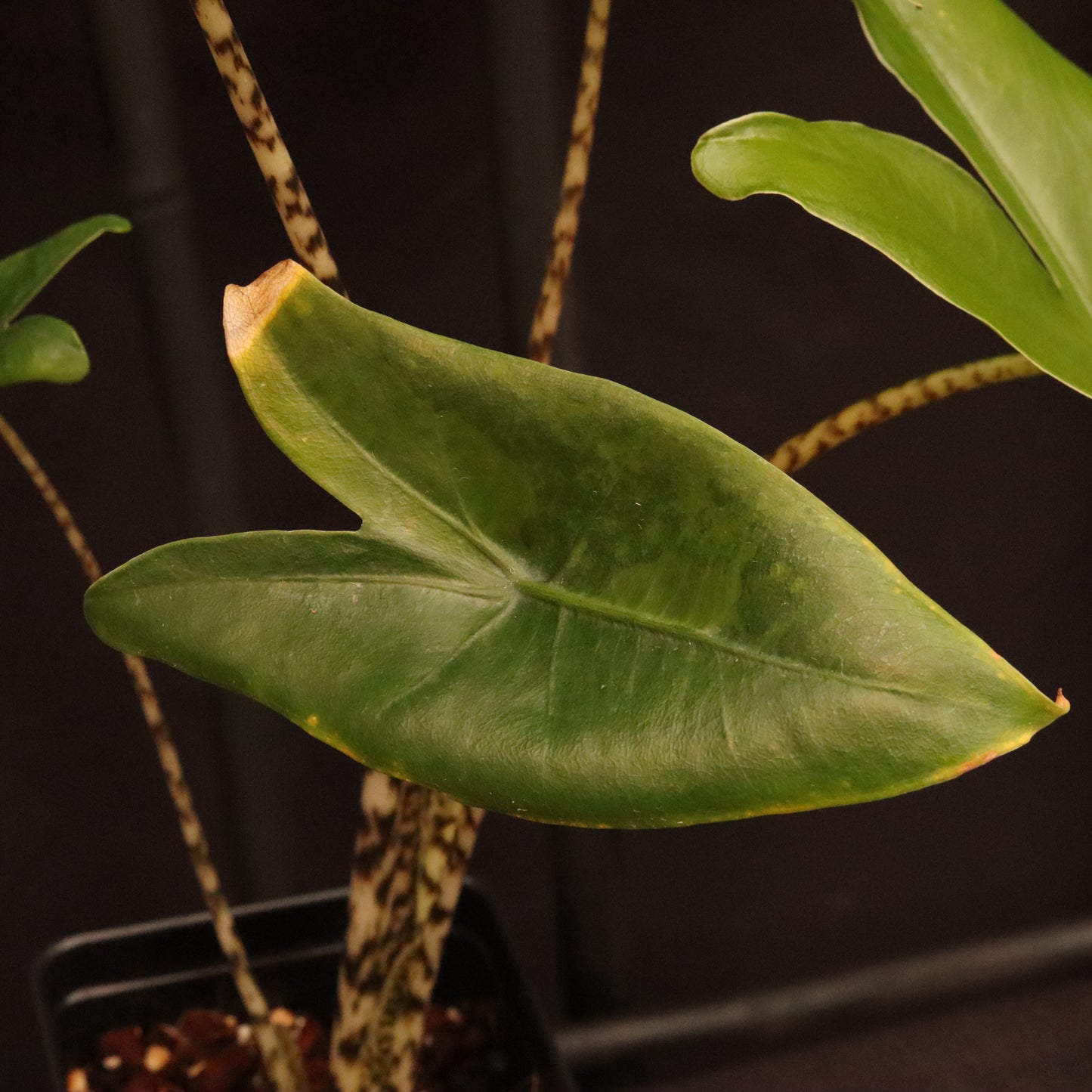 Aurea Variegated Alocasia Zebrina