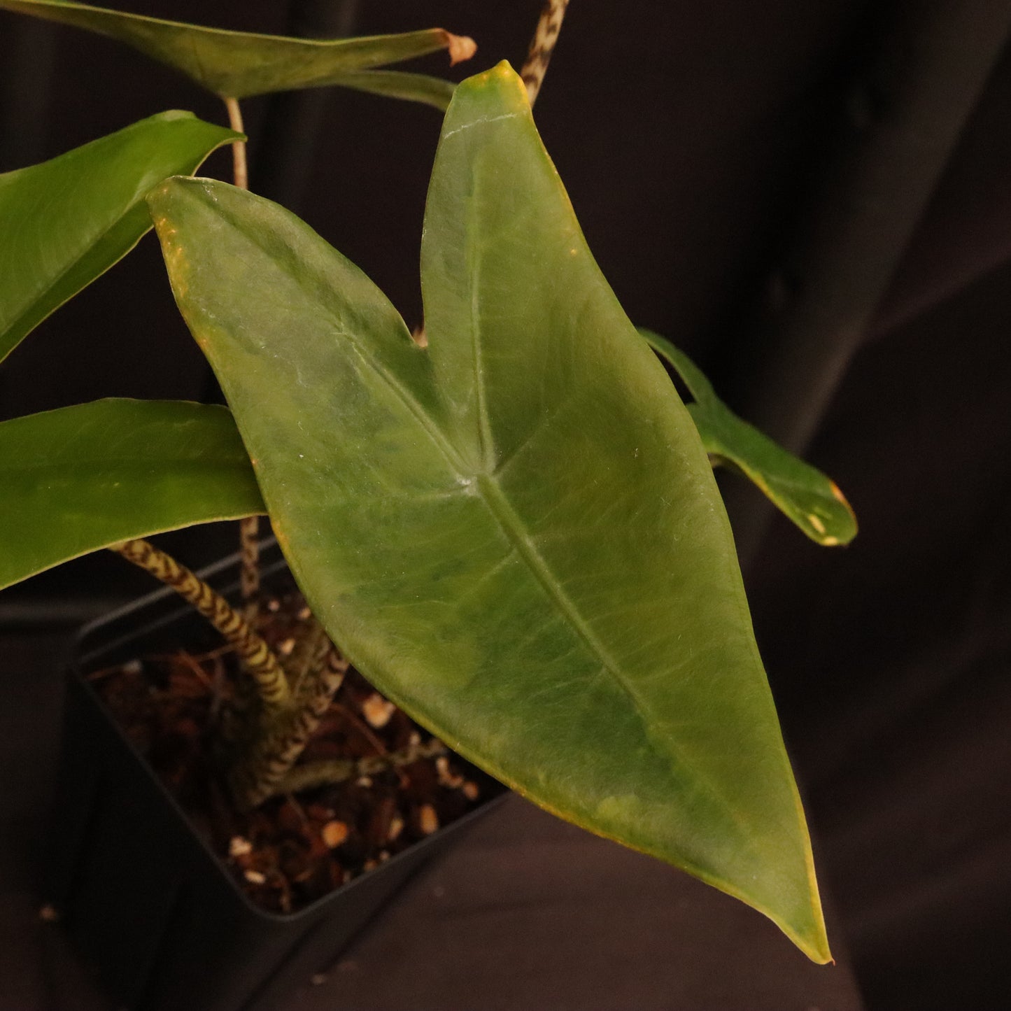 Aurea Variegated Alocasia Zebrina