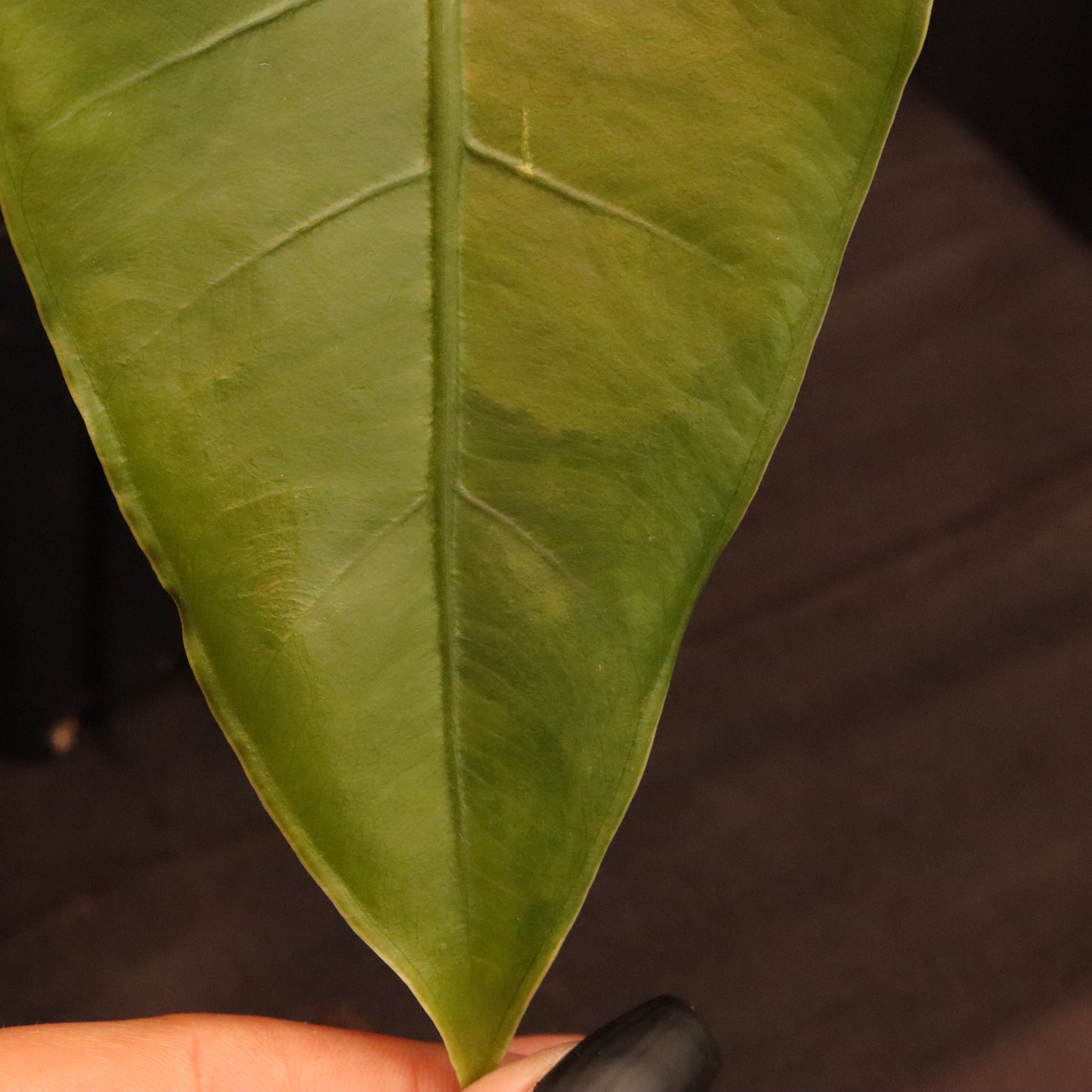 Aurea Variegated Alocasia Zebrina