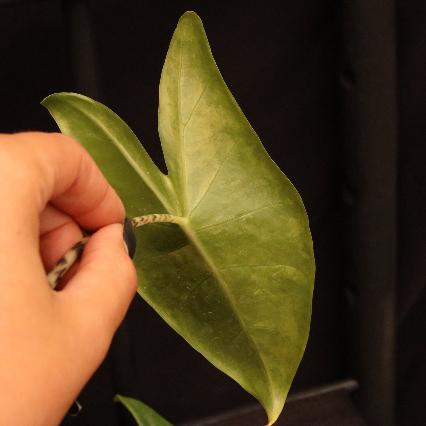 Aurea Variegated Alocasia Zebrina