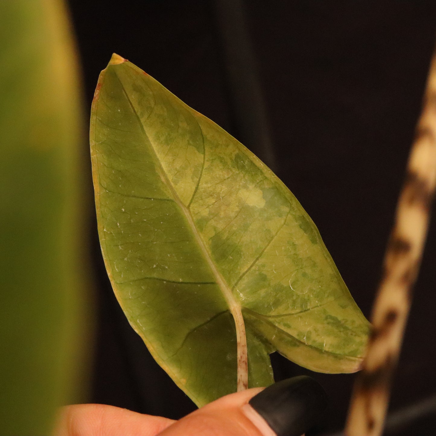 Aurea Variegated Alocasia Zebrina