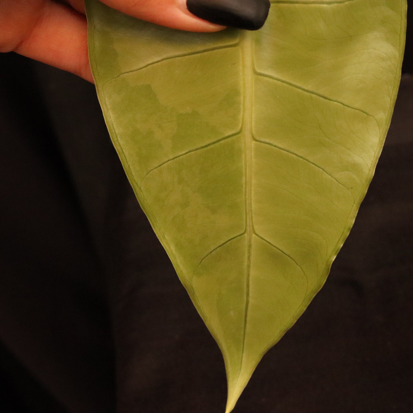 Aurea Variegated Alocasia Zebrina