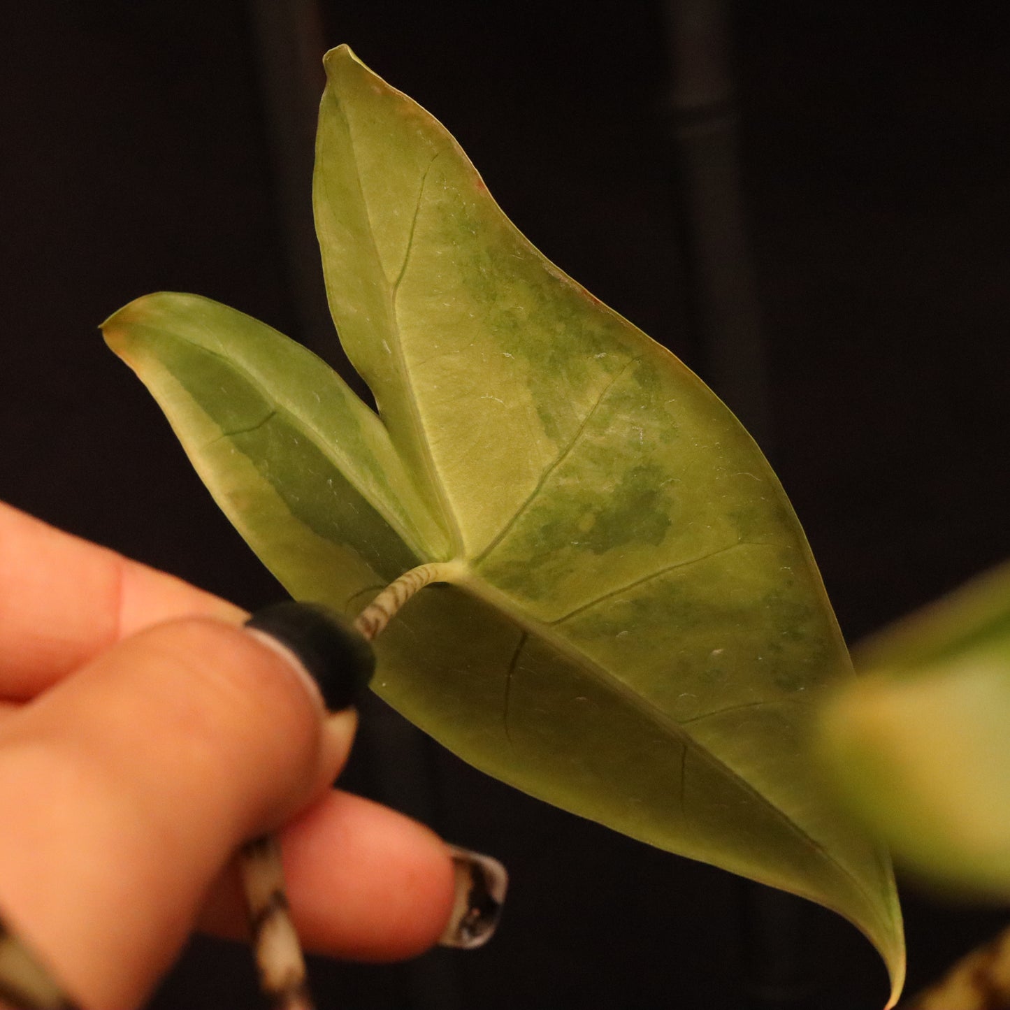 Aurea Variegated Alocasia Zebrina