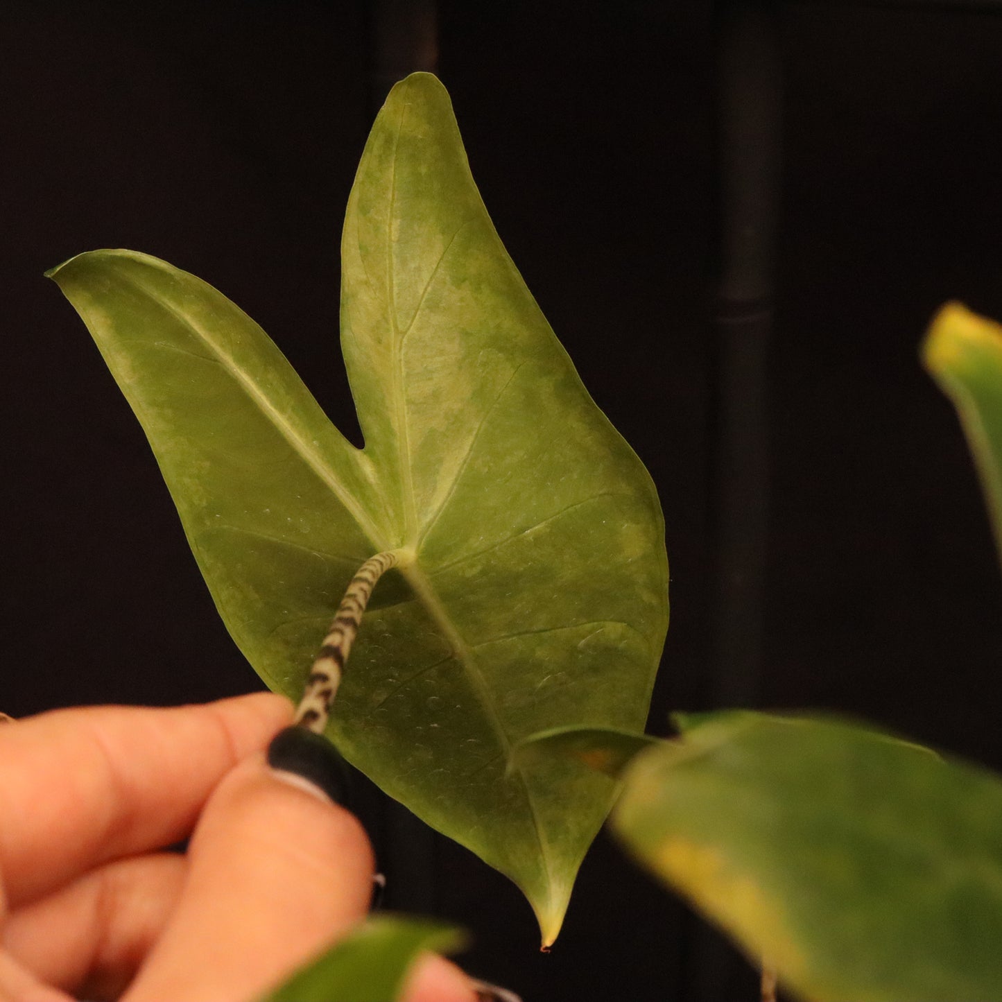 Aurea Variegated Alocasia Zebrina