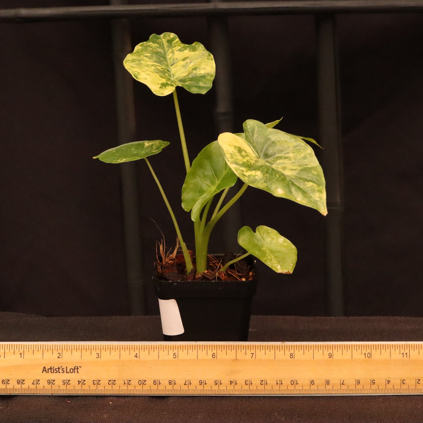 Alocasia Gageana Aurea - B