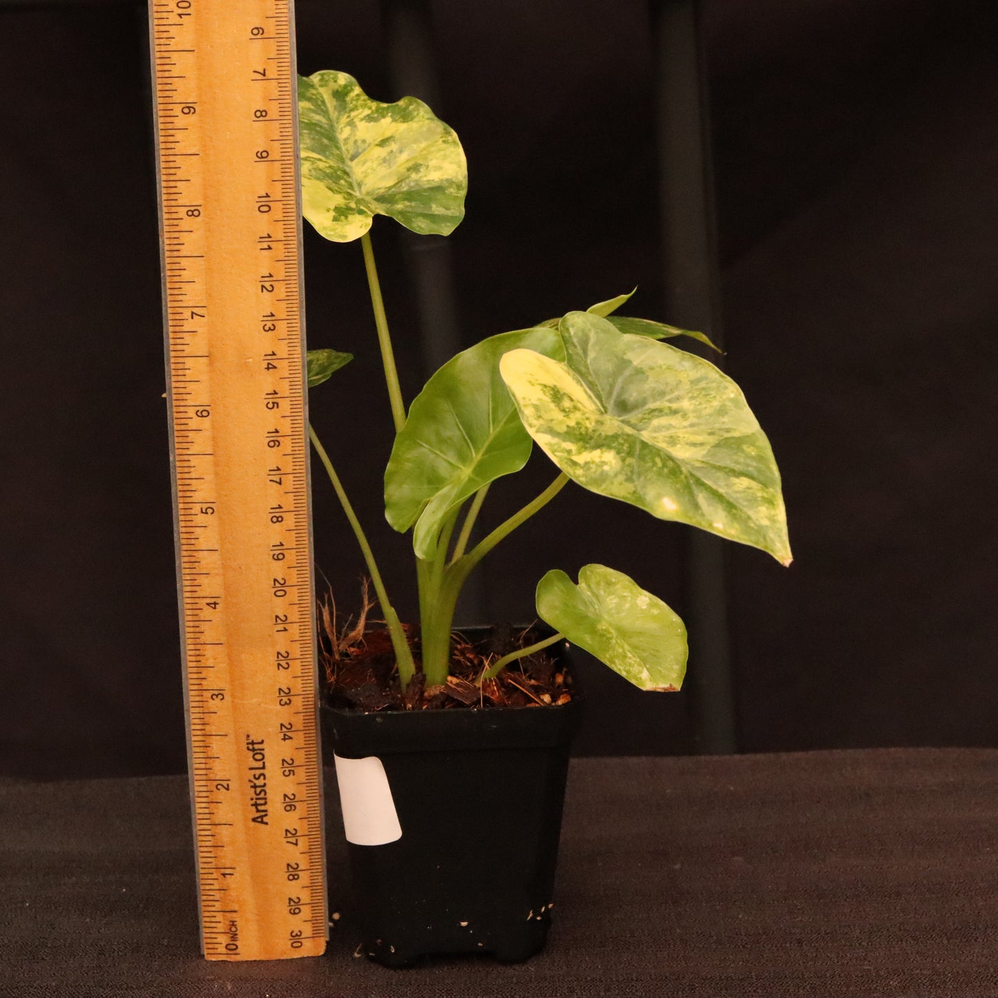 Alocasia Gageana Aurea - B
