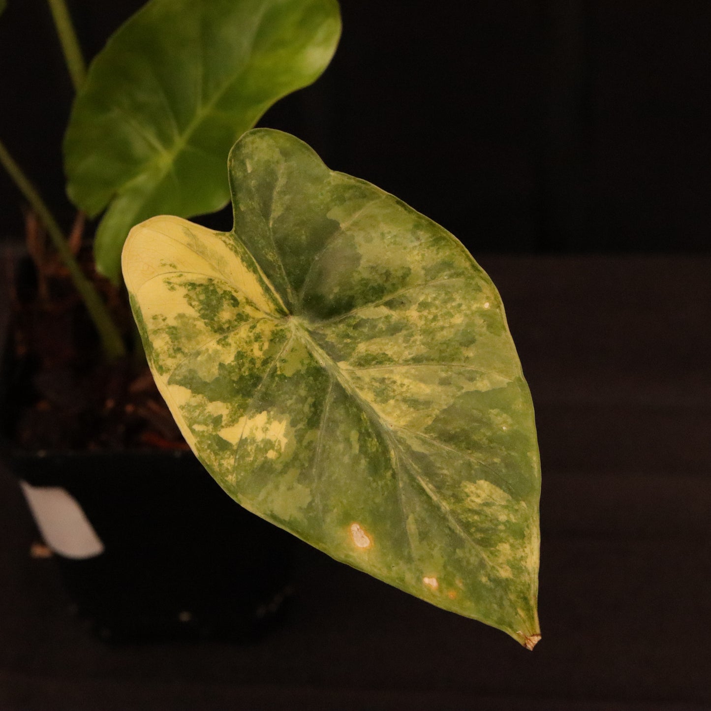 Alocasia Gageana Aurea - B