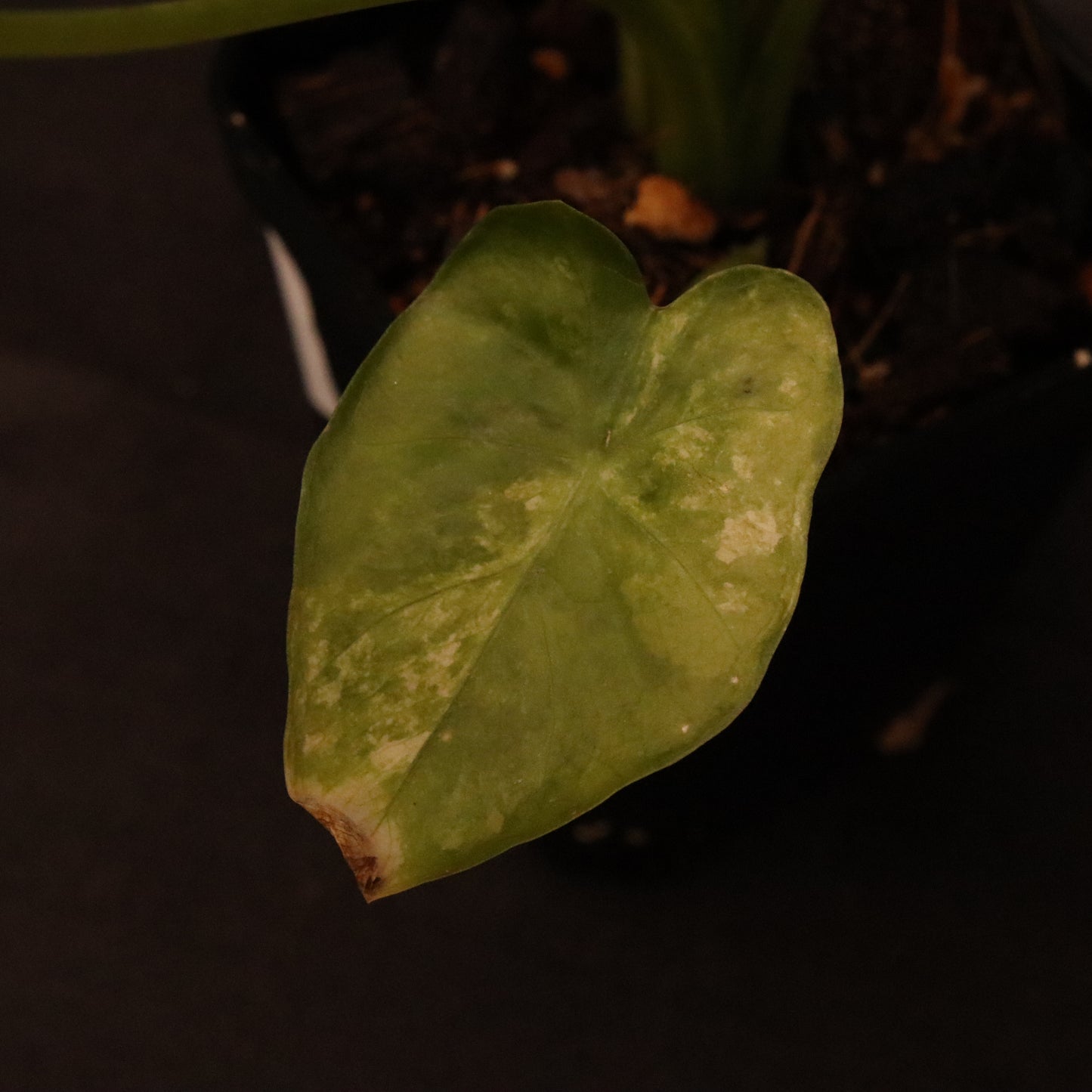 Alocasia Gageana Aurea - B