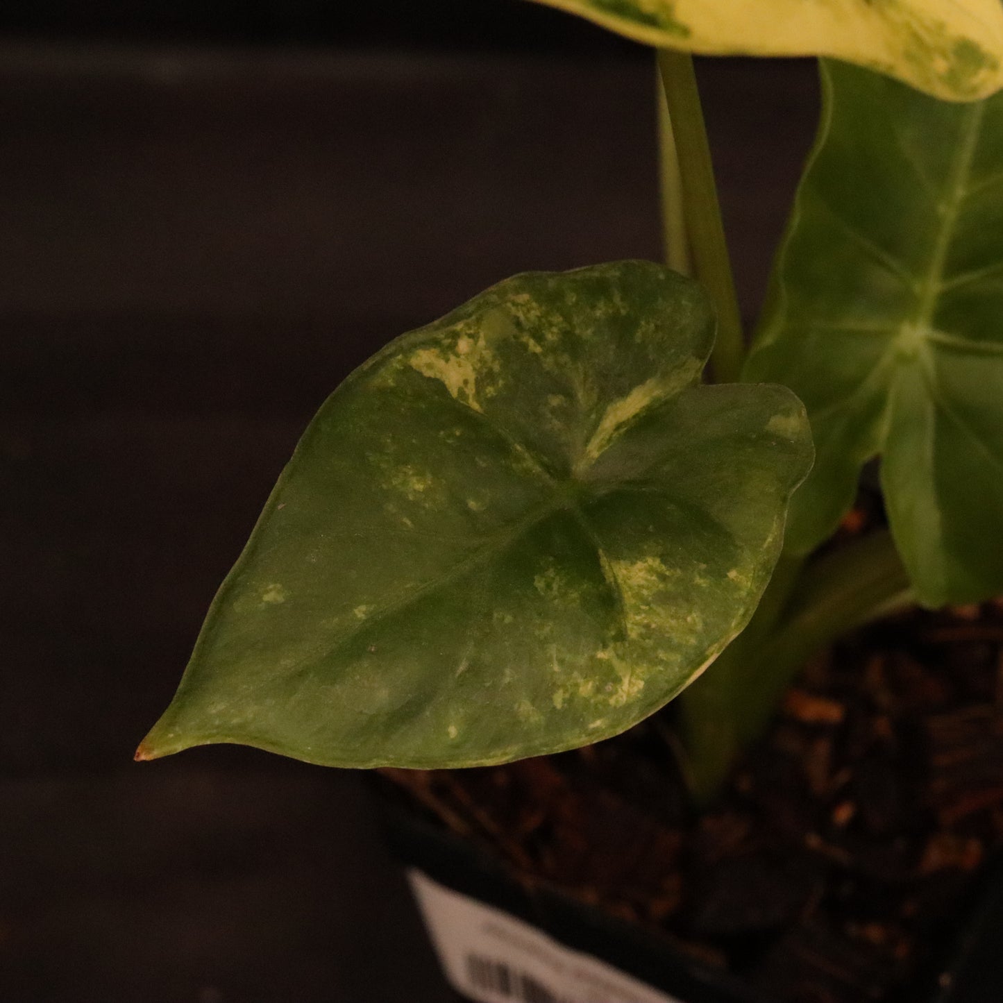 Alocasia Gageana Aurea - B