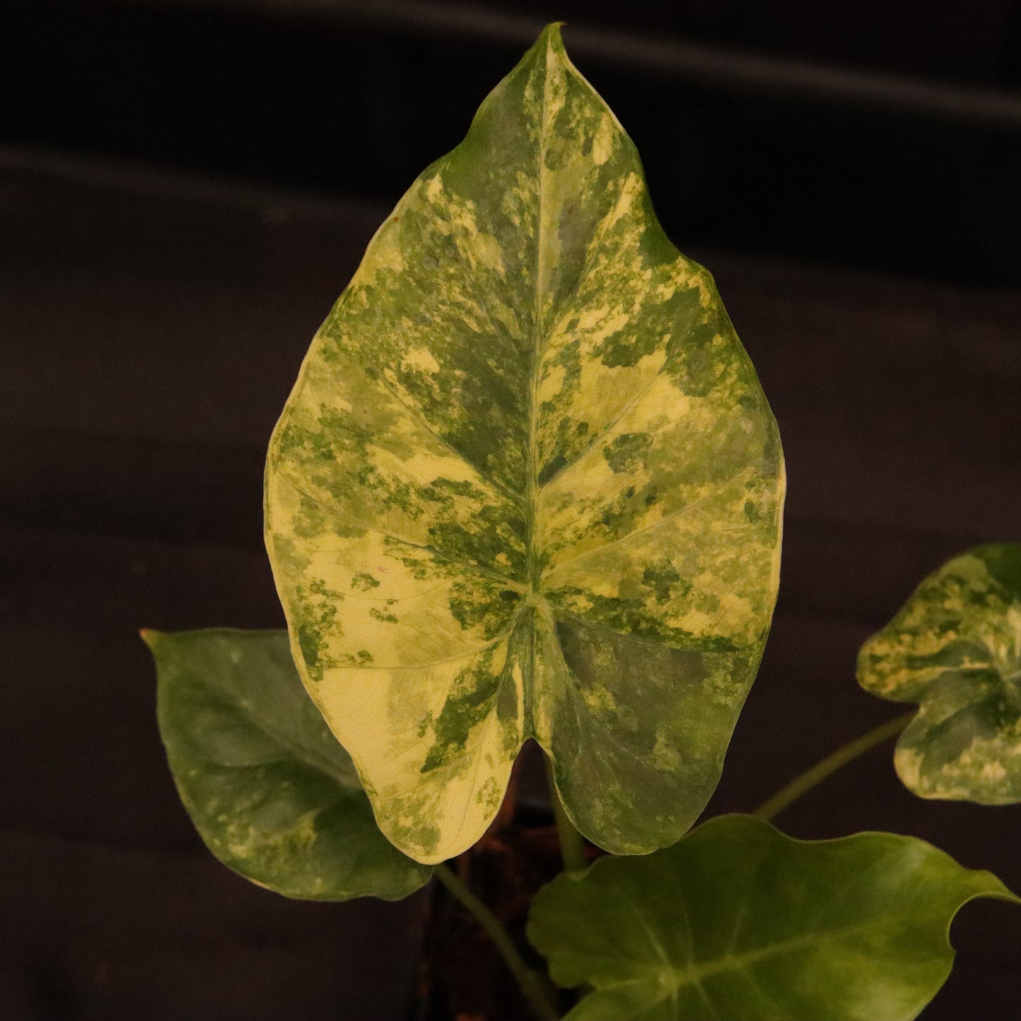 Alocasia Gageana Aurea - B