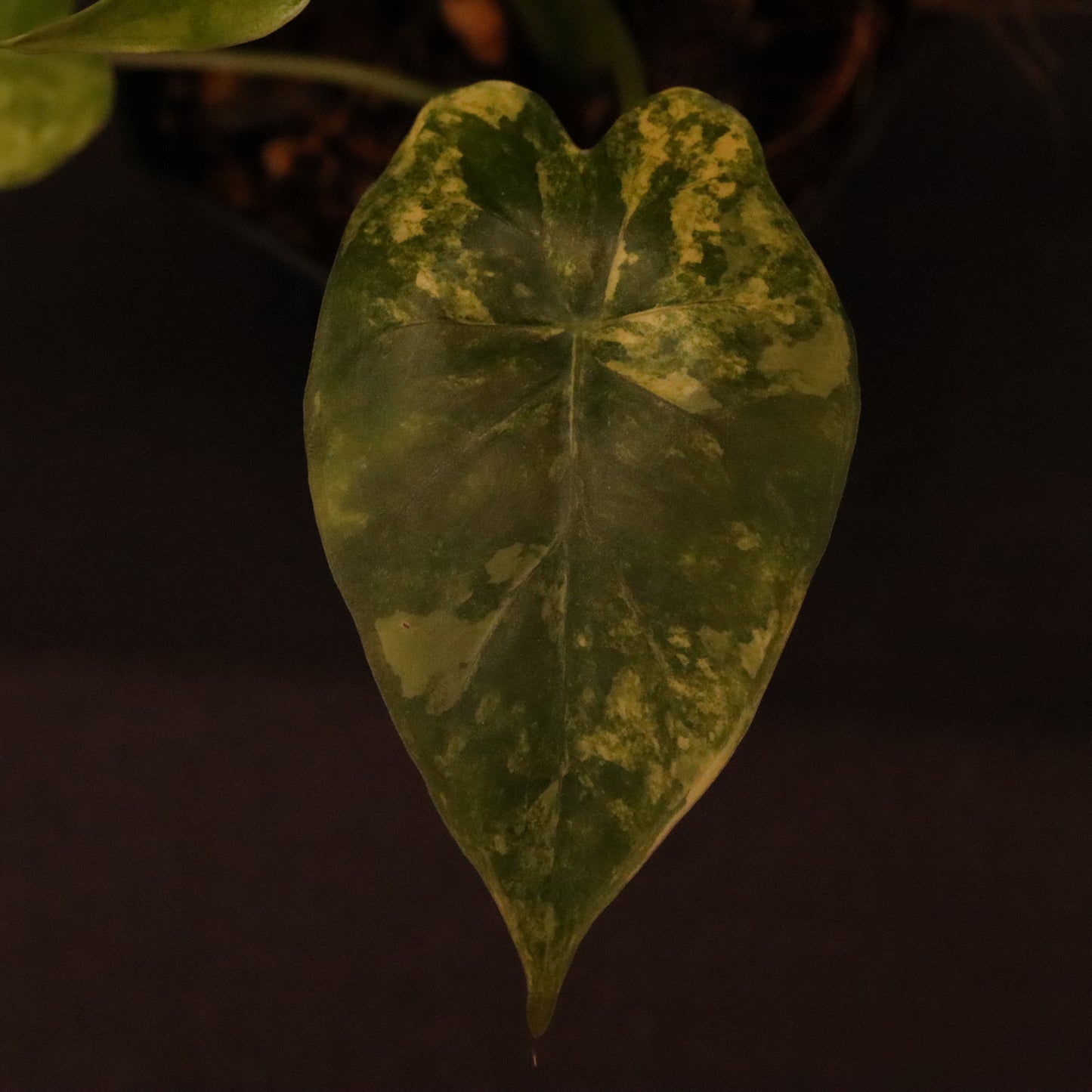 Alocasia Gageana Aurea - B