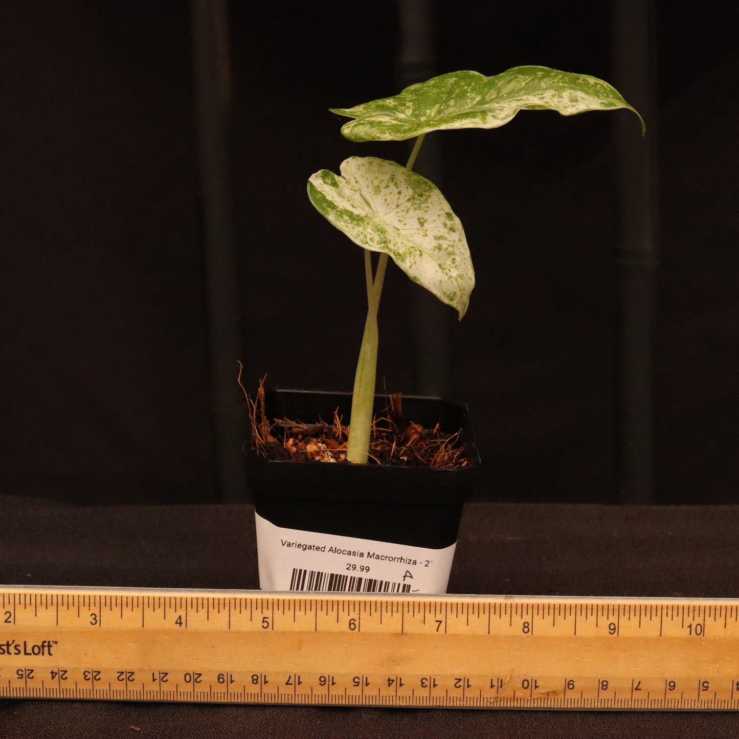 Variegated Alocasia Macrorrhiza - A