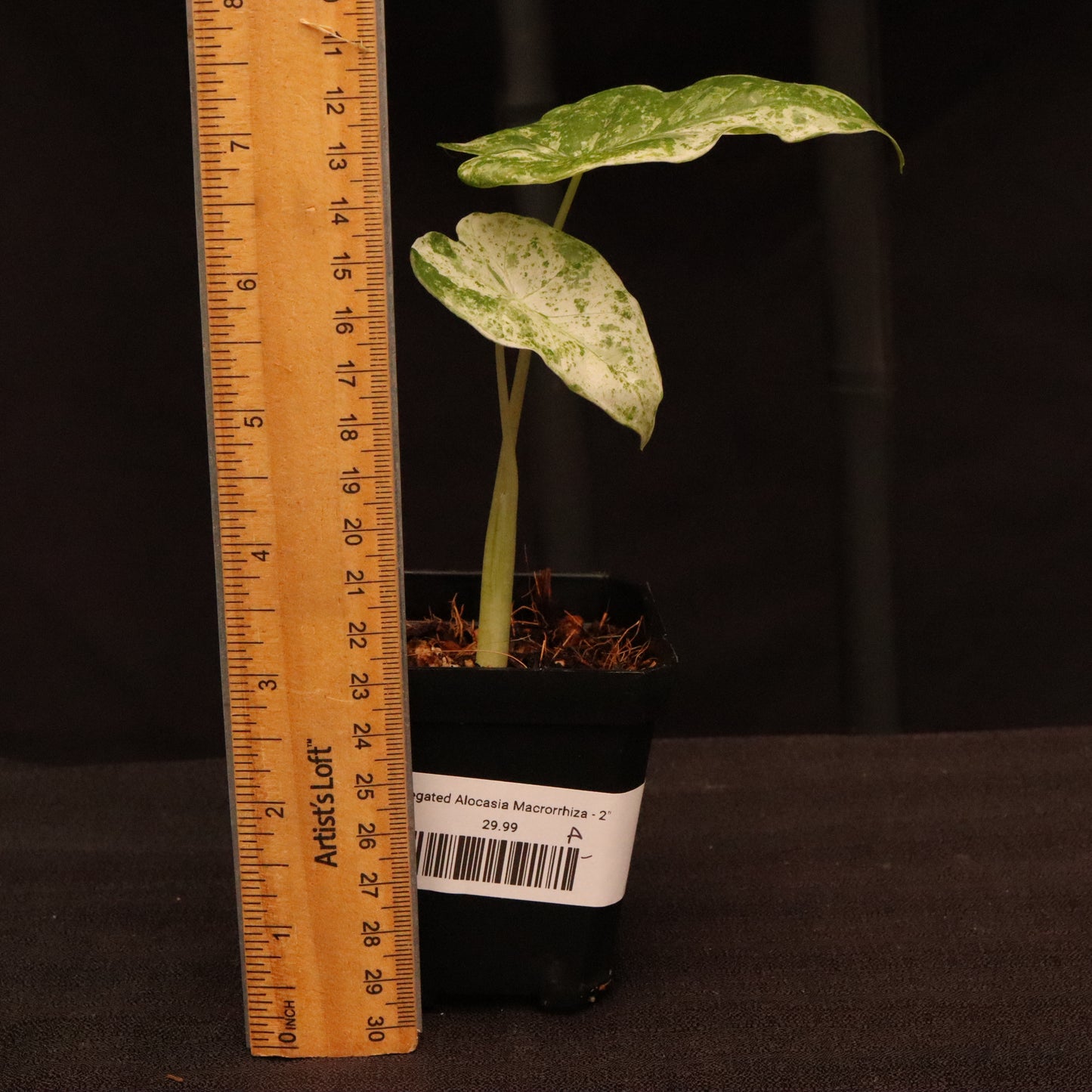Variegated Alocasia Macrorrhiza - A