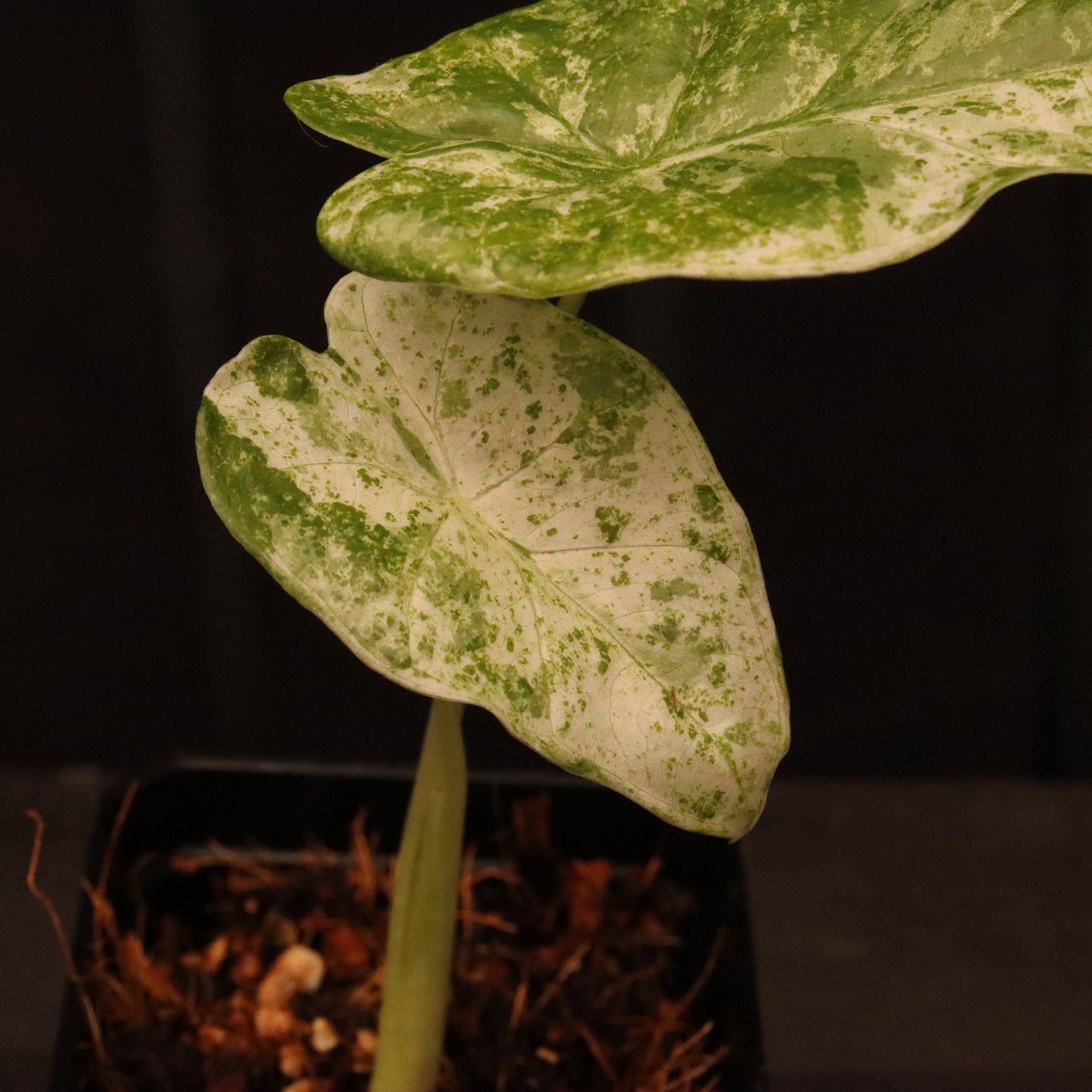 Variegated Alocasia Macrorrhiza - A