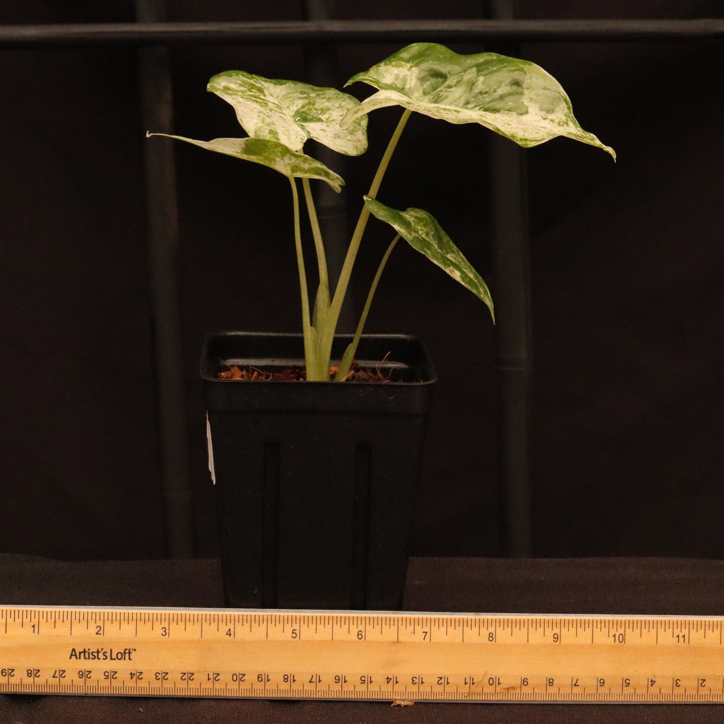 Variegated Alocasia Macrorrhiza - C
