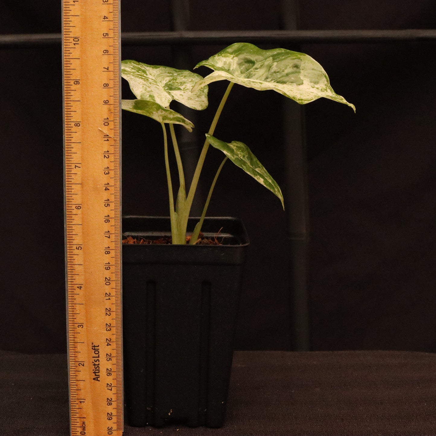Variegated Alocasia Macrorrhiza - C