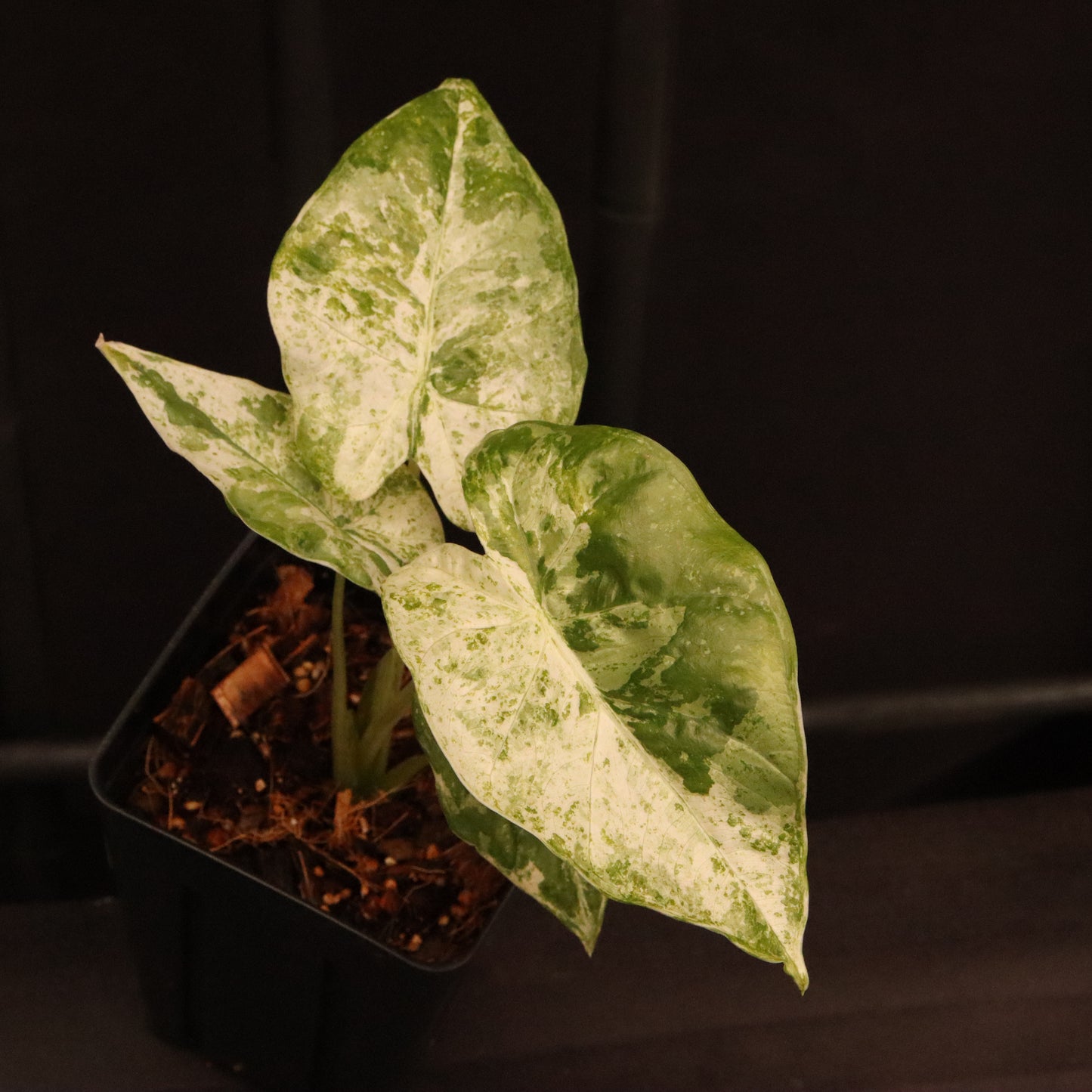 Variegated Alocasia Macrorrhiza - C