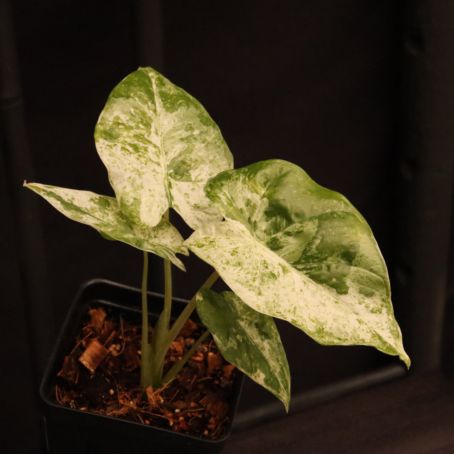 Variegated Alocasia Macrorrhiza - C
