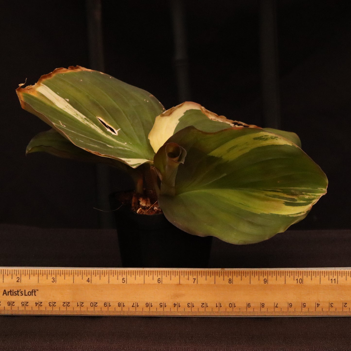 Variegated Kaempferia Elegans - Ginger