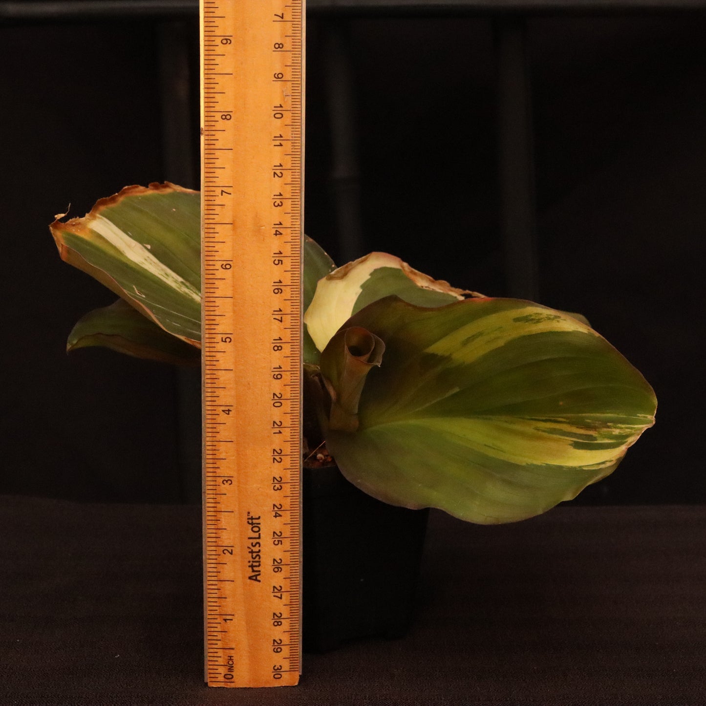 Variegated Kaempferia Elegans - Ginger