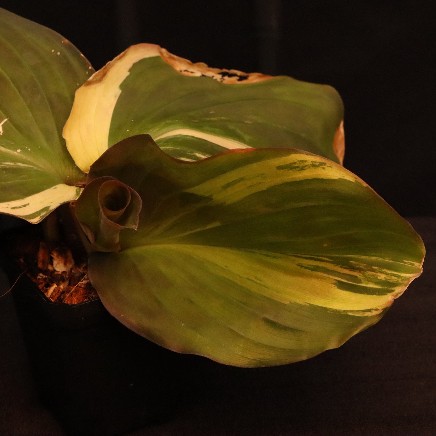Variegated Kaempferia Elegans - Ginger