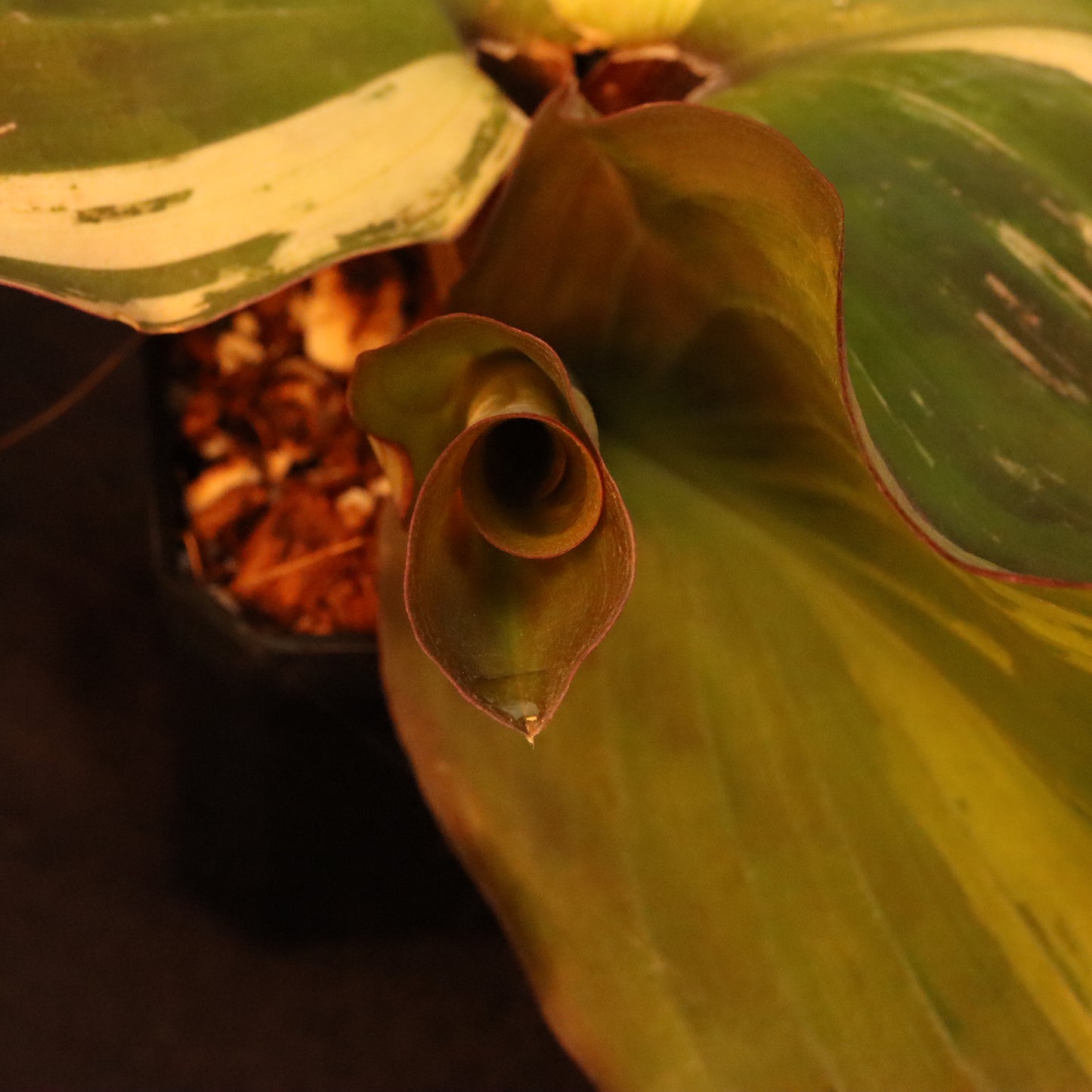 Variegated Kaempferia Elegans - Ginger