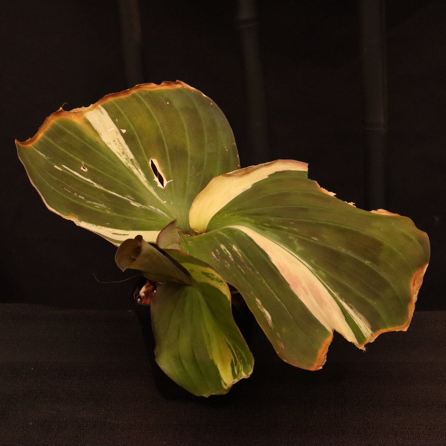 Variegated Kaempferia Elegans - Ginger