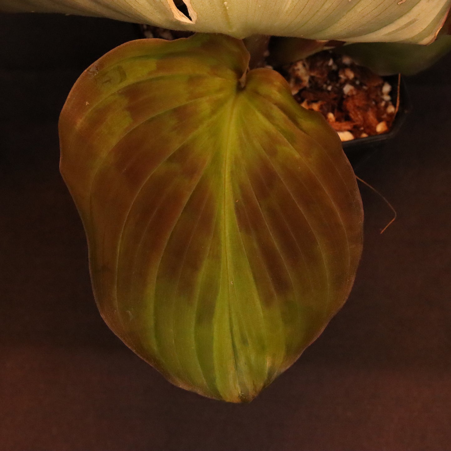 Variegated Kaempferia Elegans - Ginger