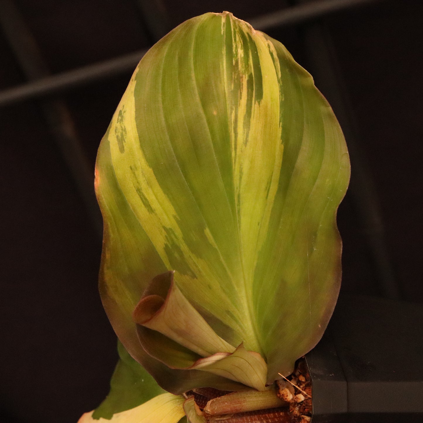 Variegated Kaempferia Elegans - Ginger