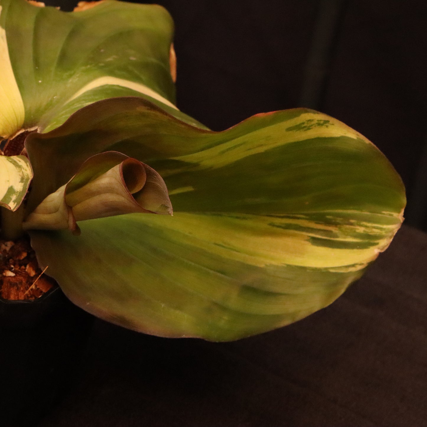 Variegated Kaempferia Elegans - Ginger