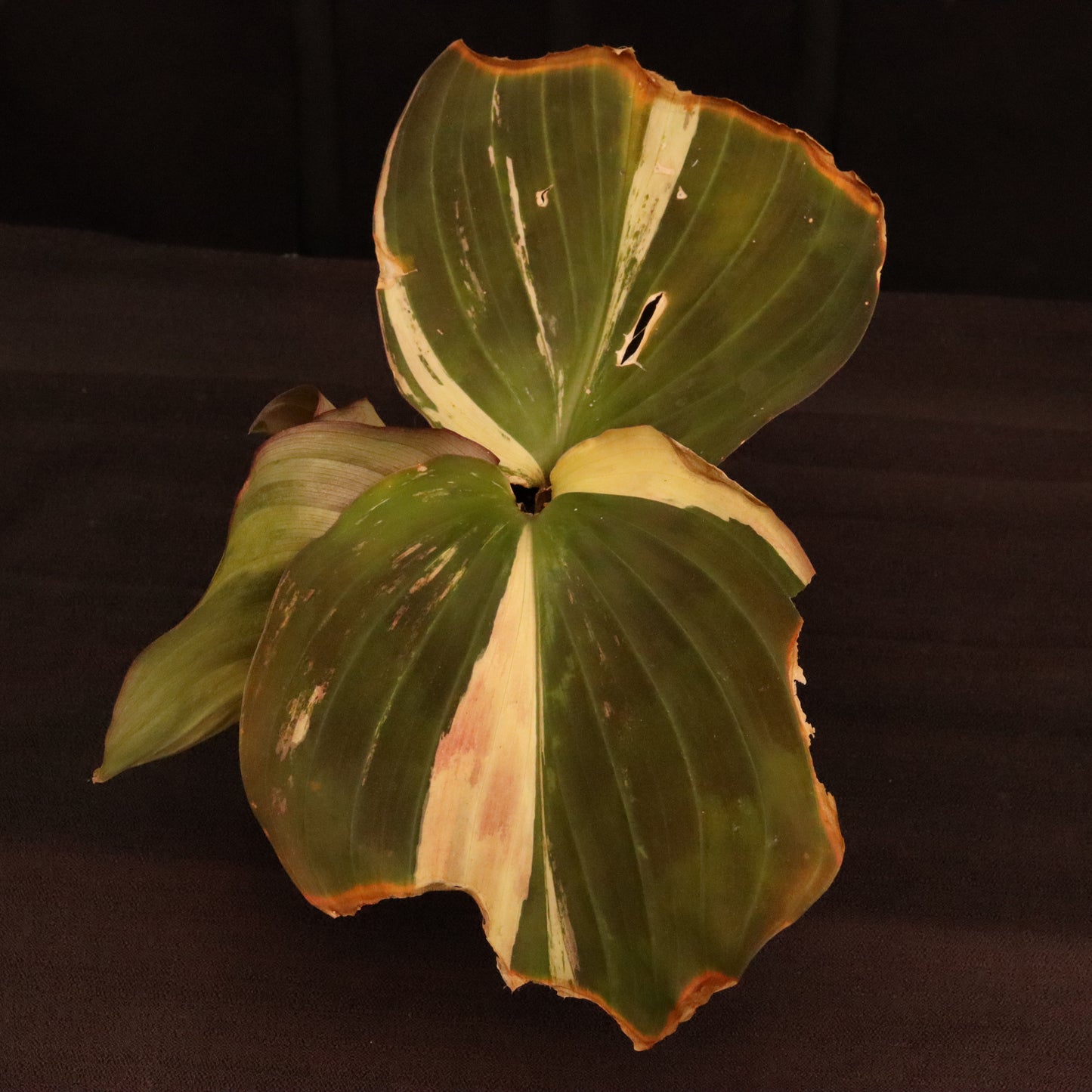 Variegated Kaempferia Elegans - Ginger