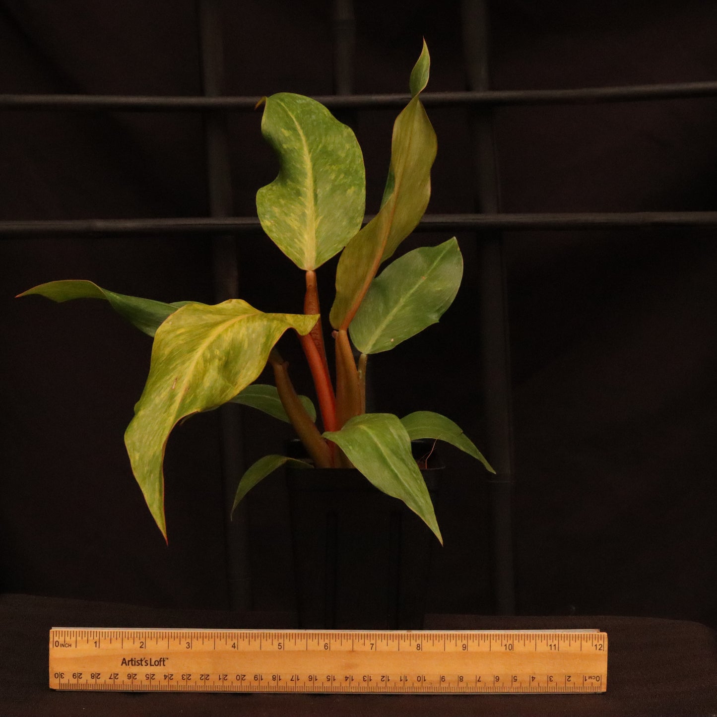 Philodendron Orange Marmalade