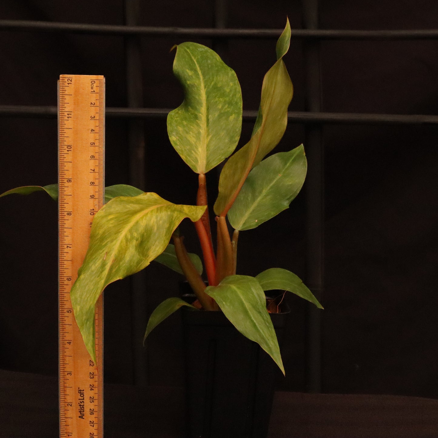 Philodendron Orange Marmalade