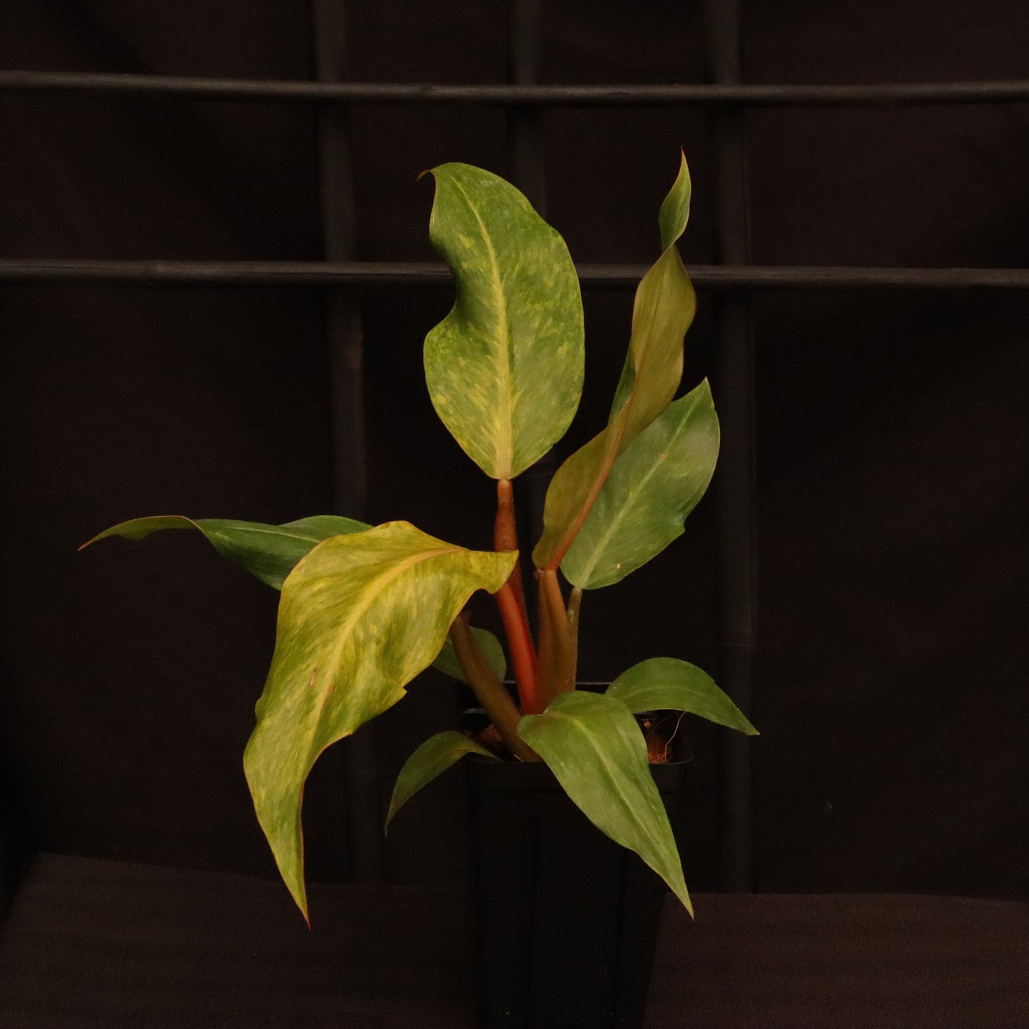 Philodendron Orange Marmalade
