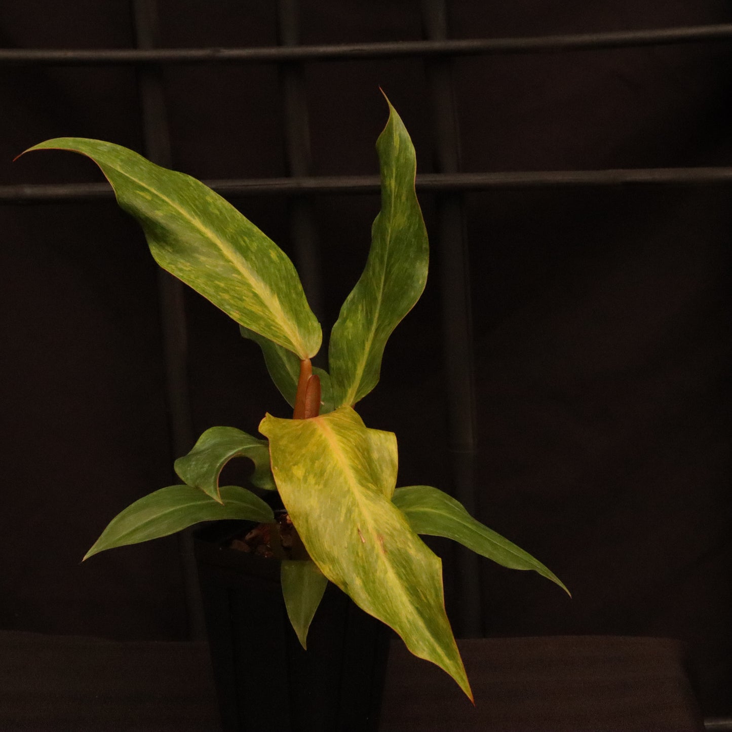 Philodendron Orange Marmalade