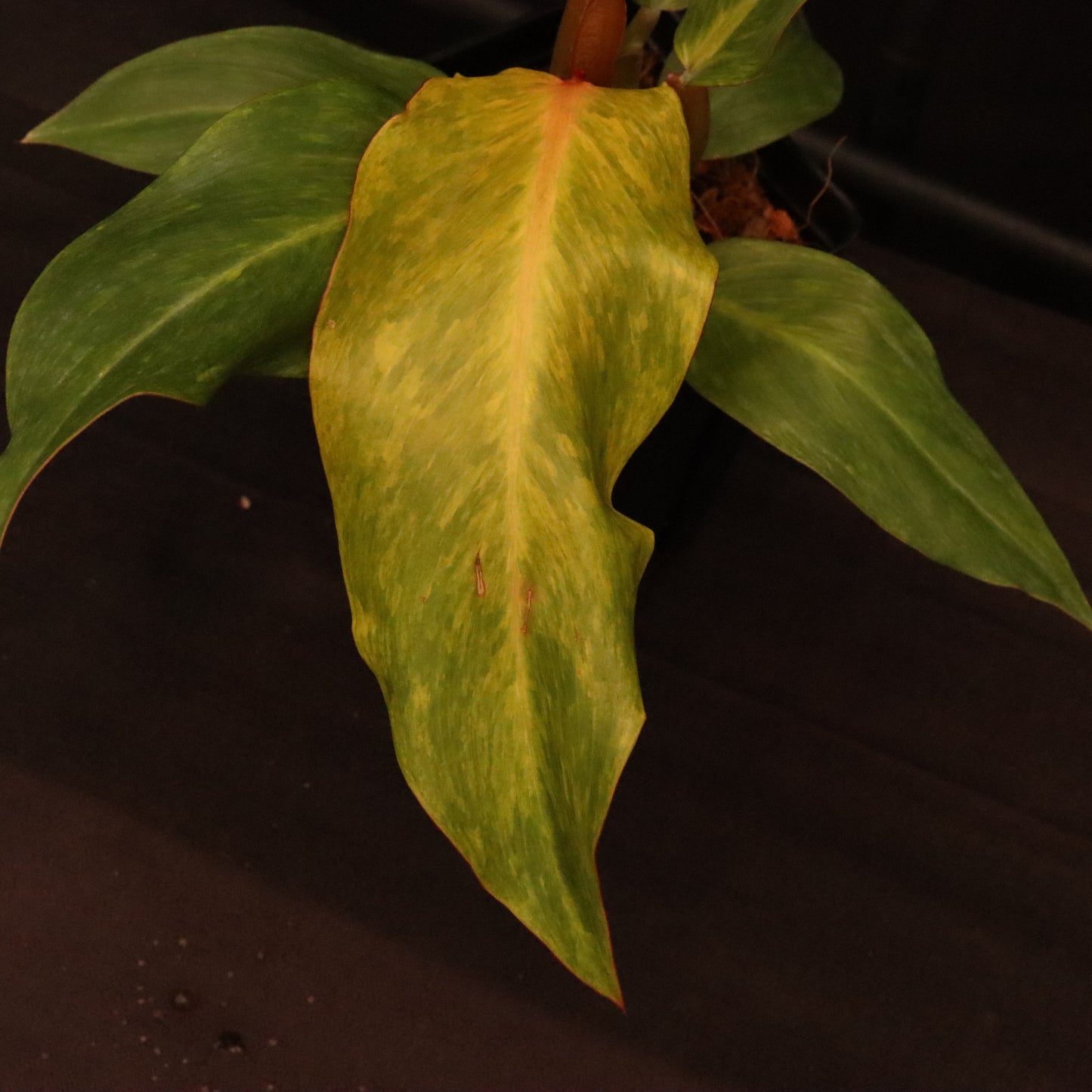 Philodendron Orange Marmalade