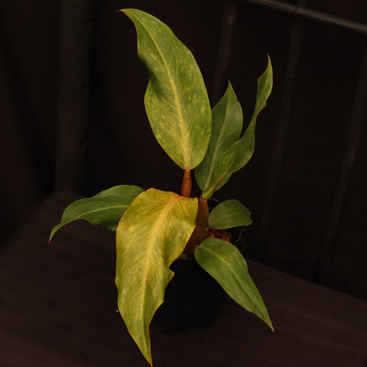 Philodendron Orange Marmalade
