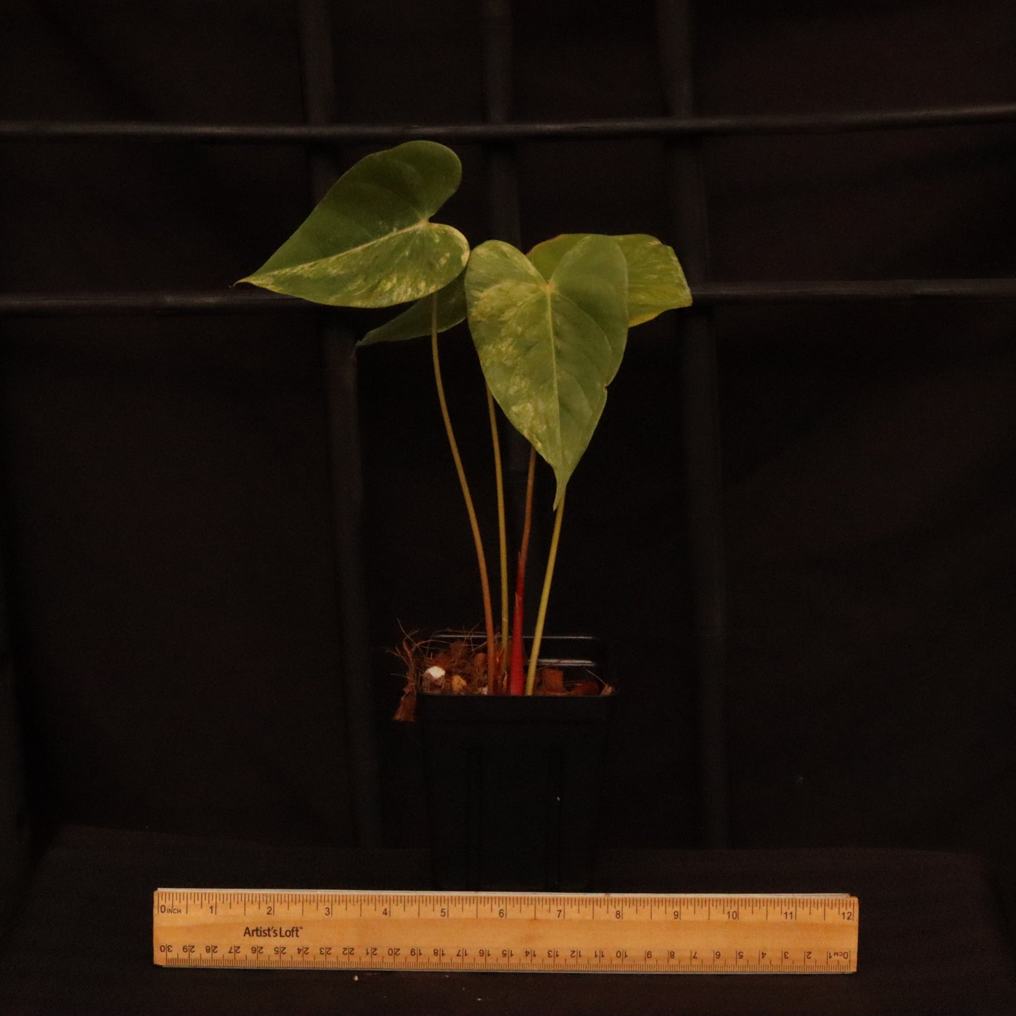 Variegated Anthurium Andreanum Hybrid