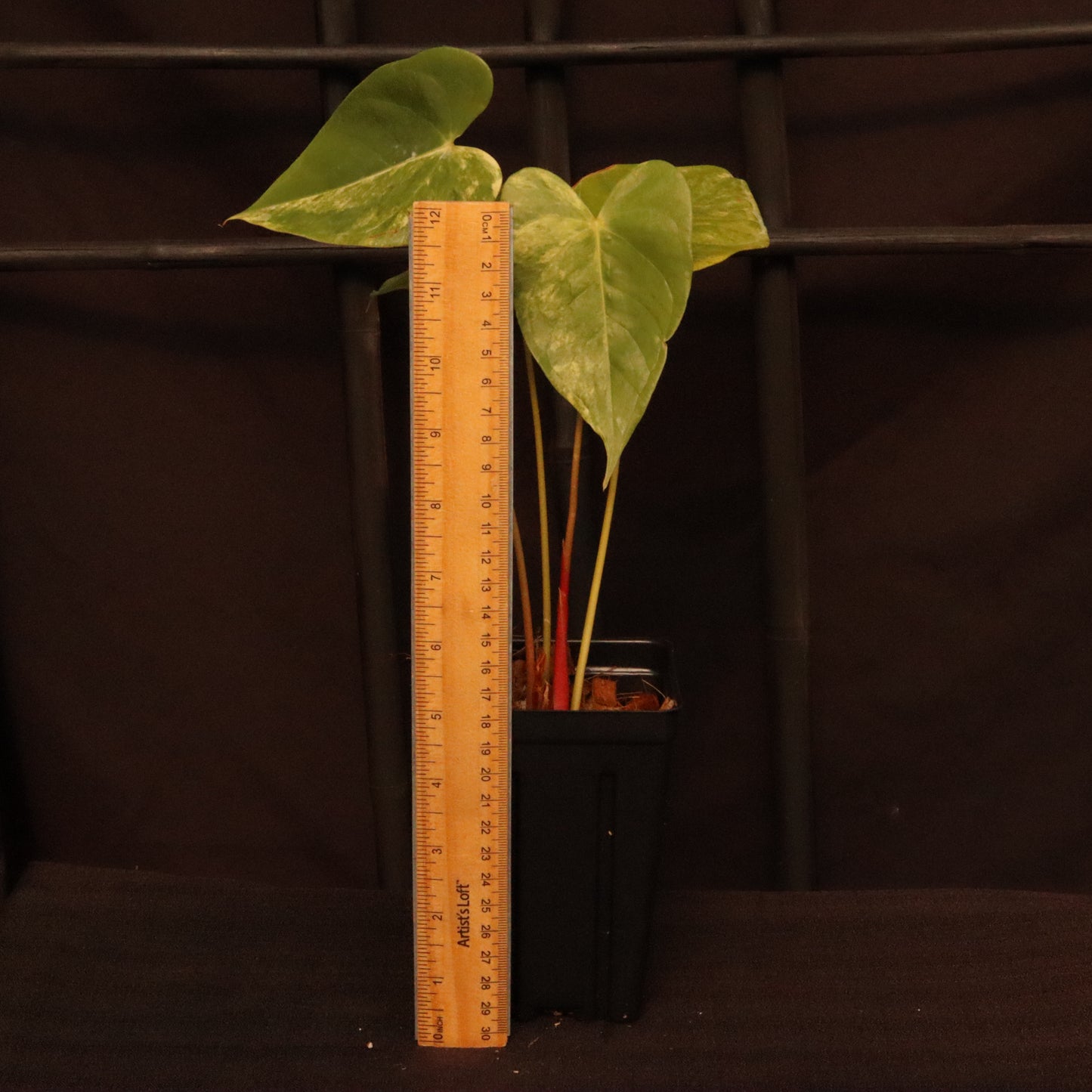 Variegated Anthurium Andreanum Hybrid
