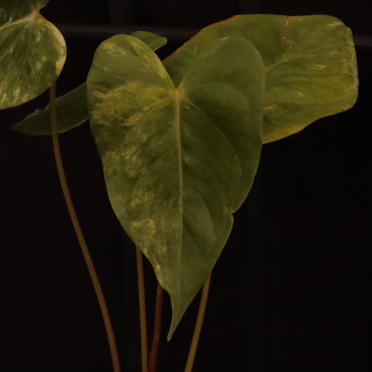 Variegated Anthurium Andreanum Hybrid