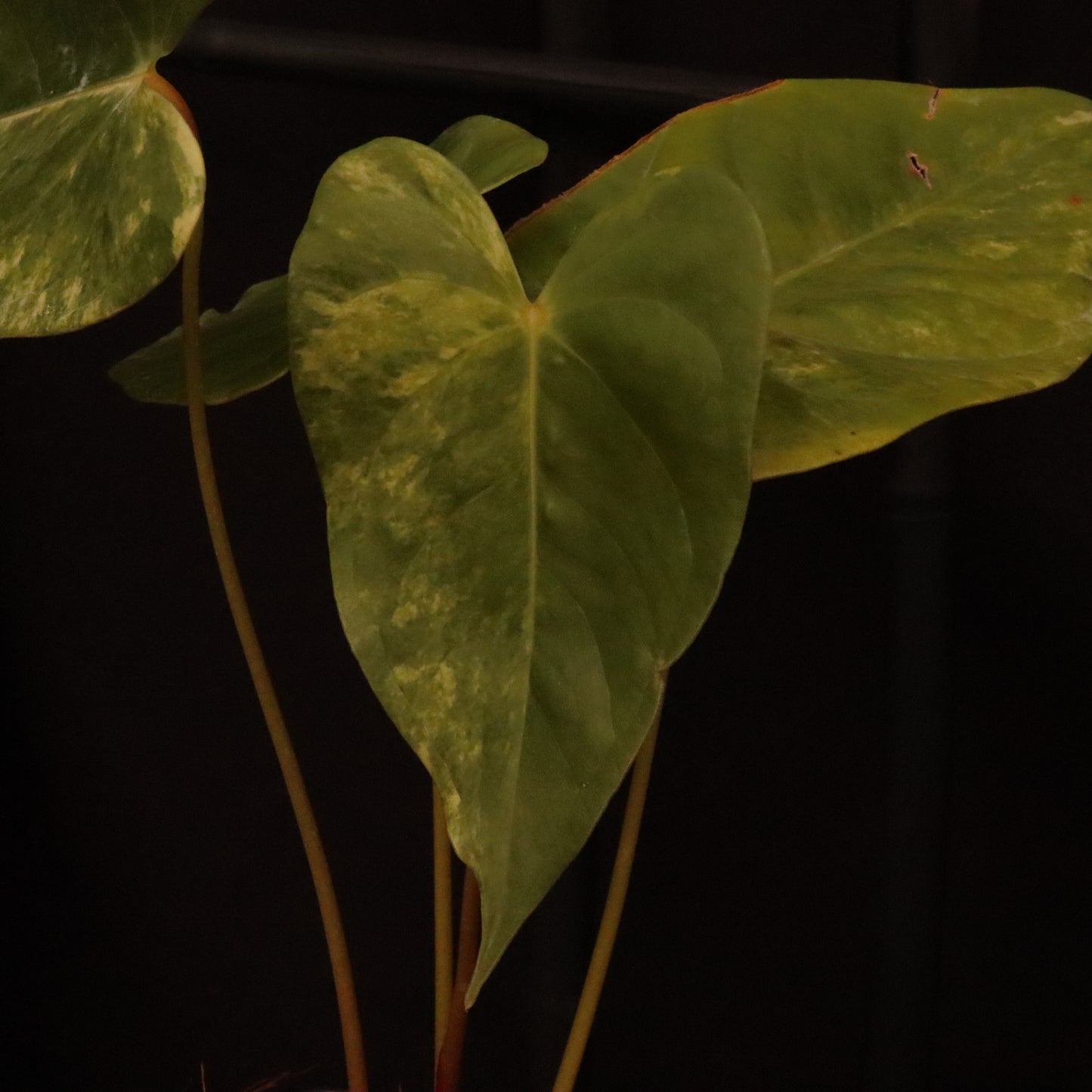 Variegated Anthurium Andreanum Hybrid