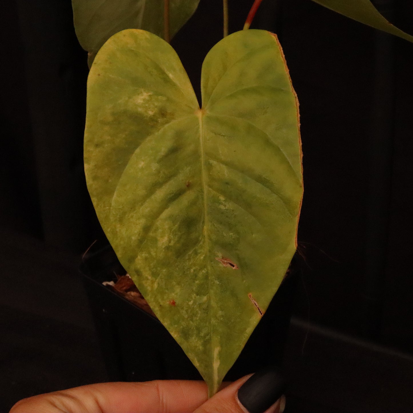 Variegated Anthurium Andreanum Hybrid