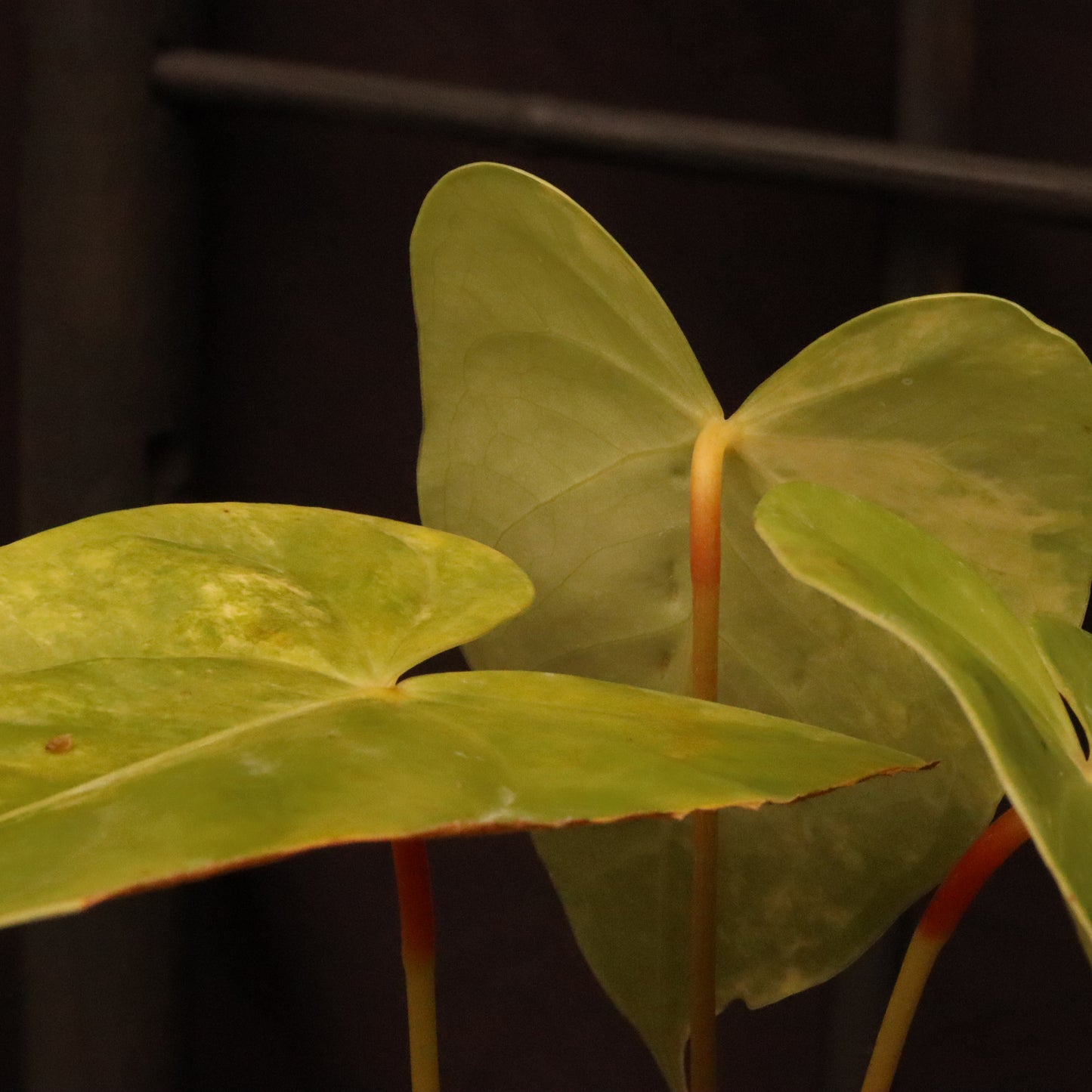 Variegated Anthurium Andreanum Hybrid