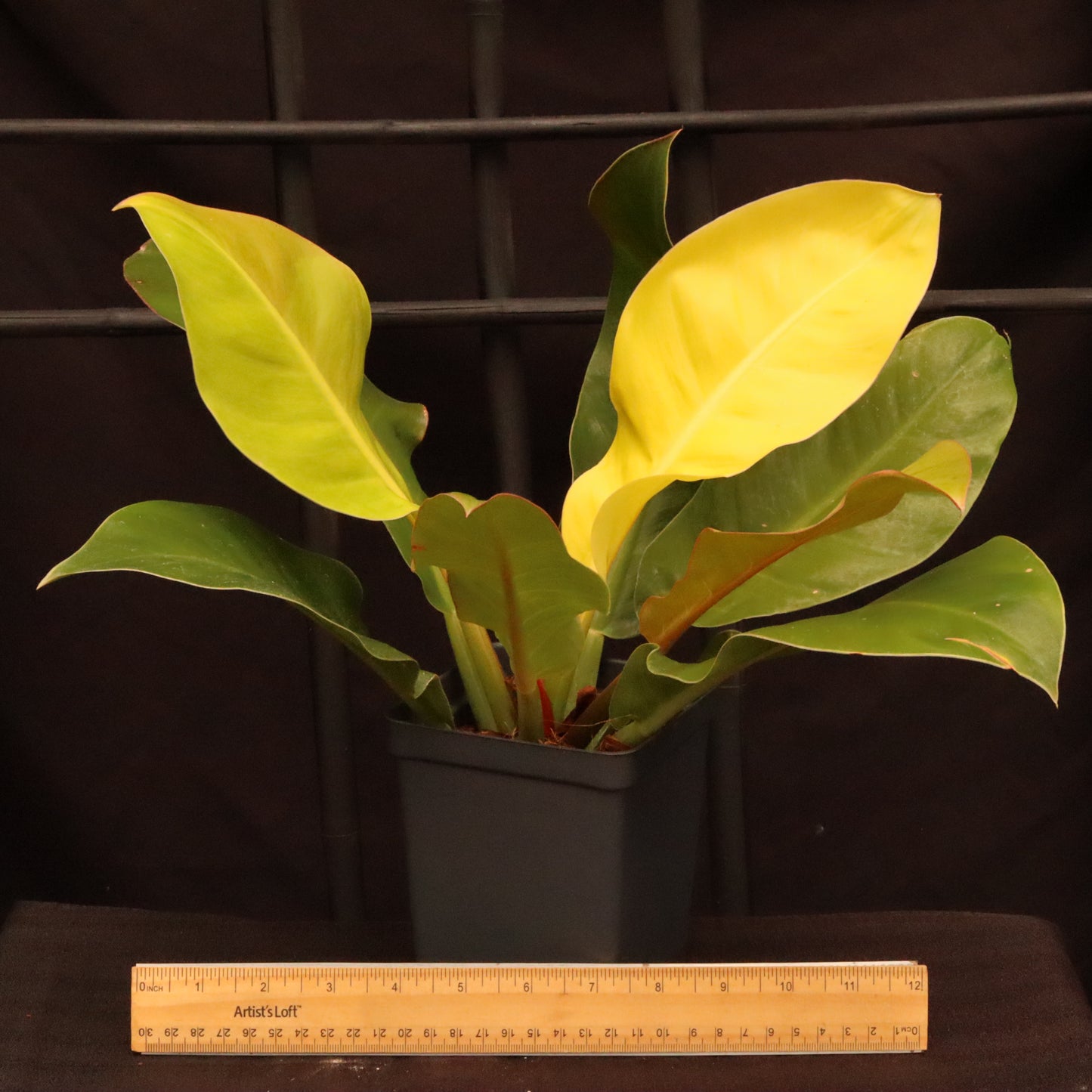 Philodendron Red Moon
