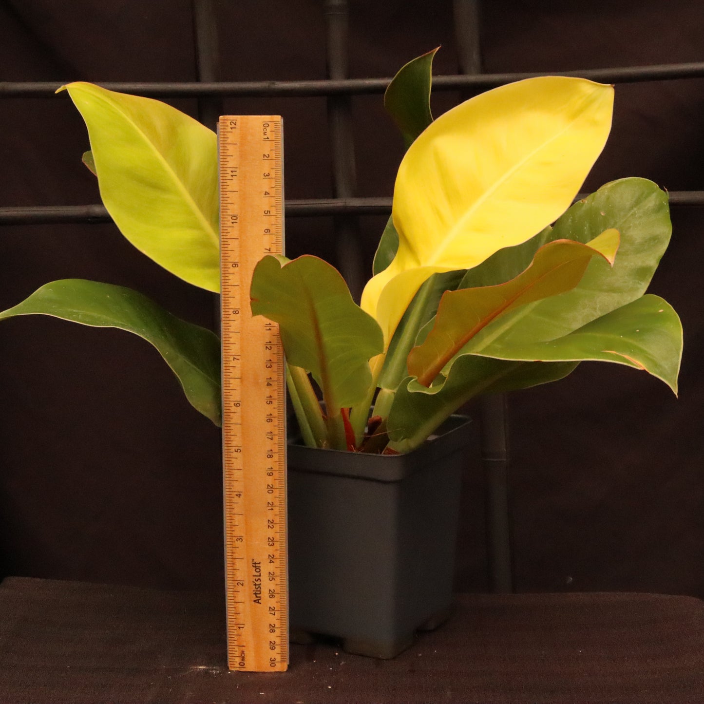 Philodendron Red Moon