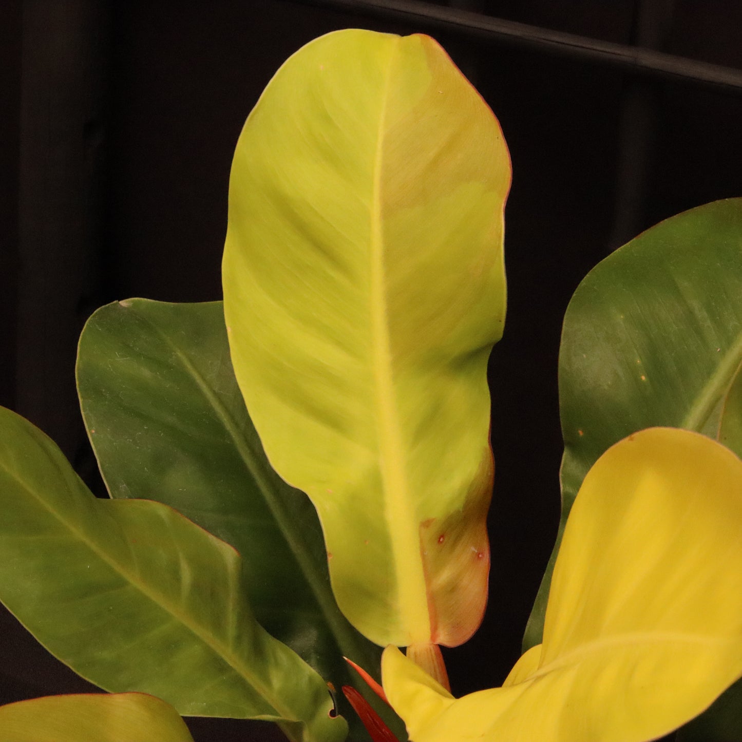 Philodendron Red Moon